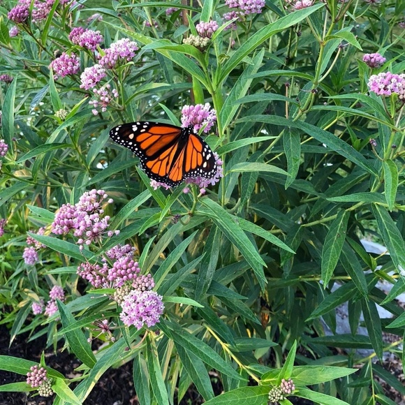 💚 Hi. I'm Jules. Love glitter, butterflies, green - Picture 11 of 16